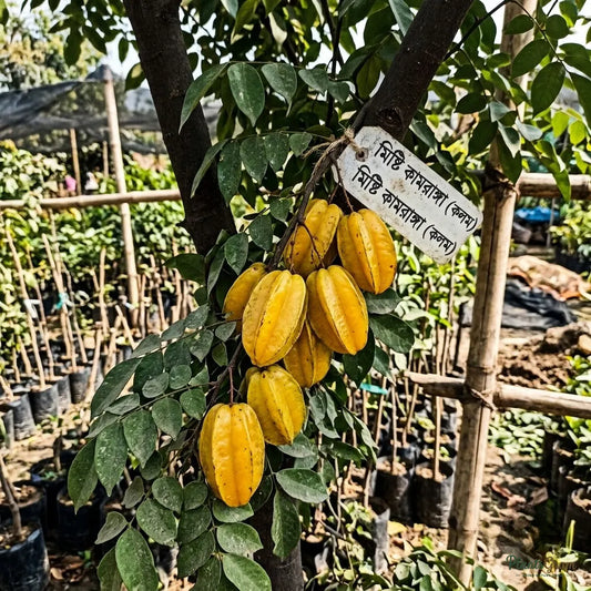 Sweet Star Fruit (Grafted) - Fruit Plants & Tree