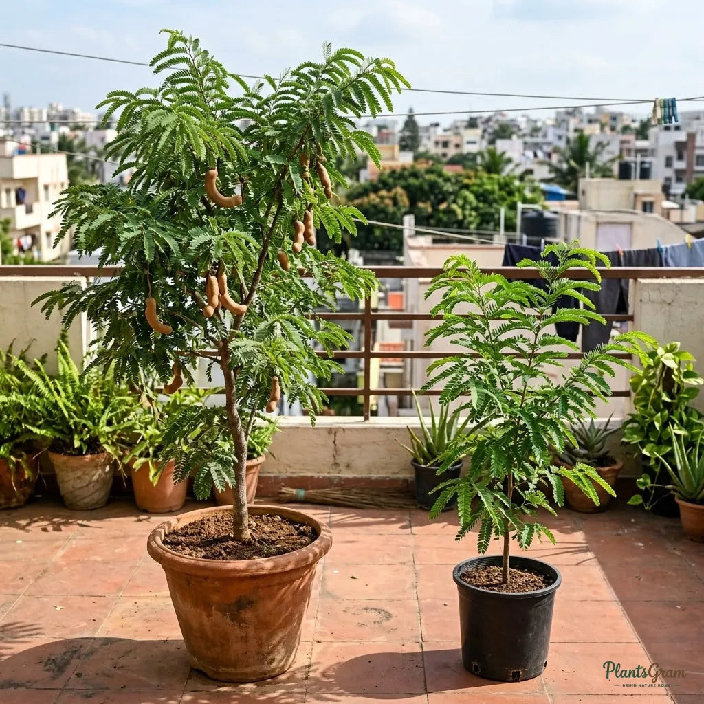 Sweet Tamarind (Grafted) - Meetha Imli