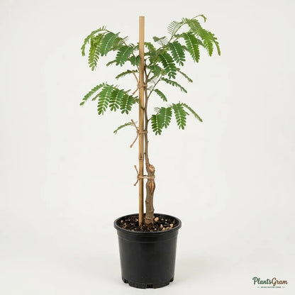 Sweet Tamarind (Grafted) - Meetha Imli