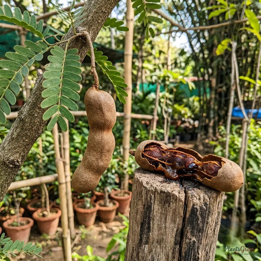 Sweet Tamarind (Grafted) - Meetha Imli