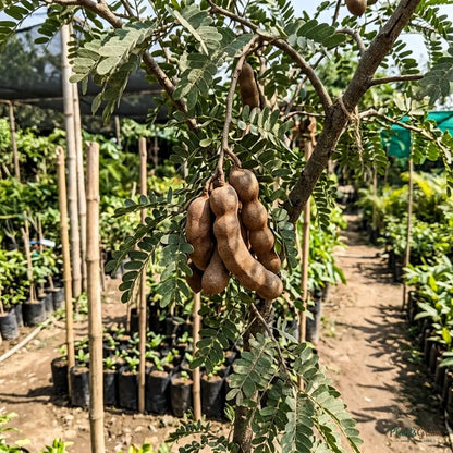 Sweet Tamarind (Grafted) - Meetha Imli