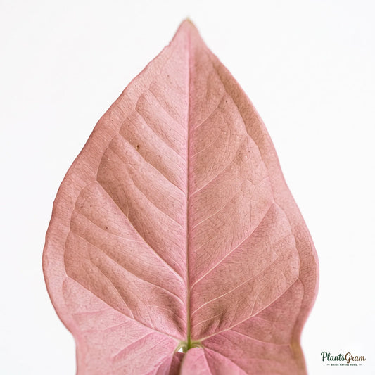 Close-up of a Syngonium Pink arrowhead-shaped leaf