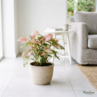 Syngonium Pink (Arrowhead Vine) plant in a beige planter