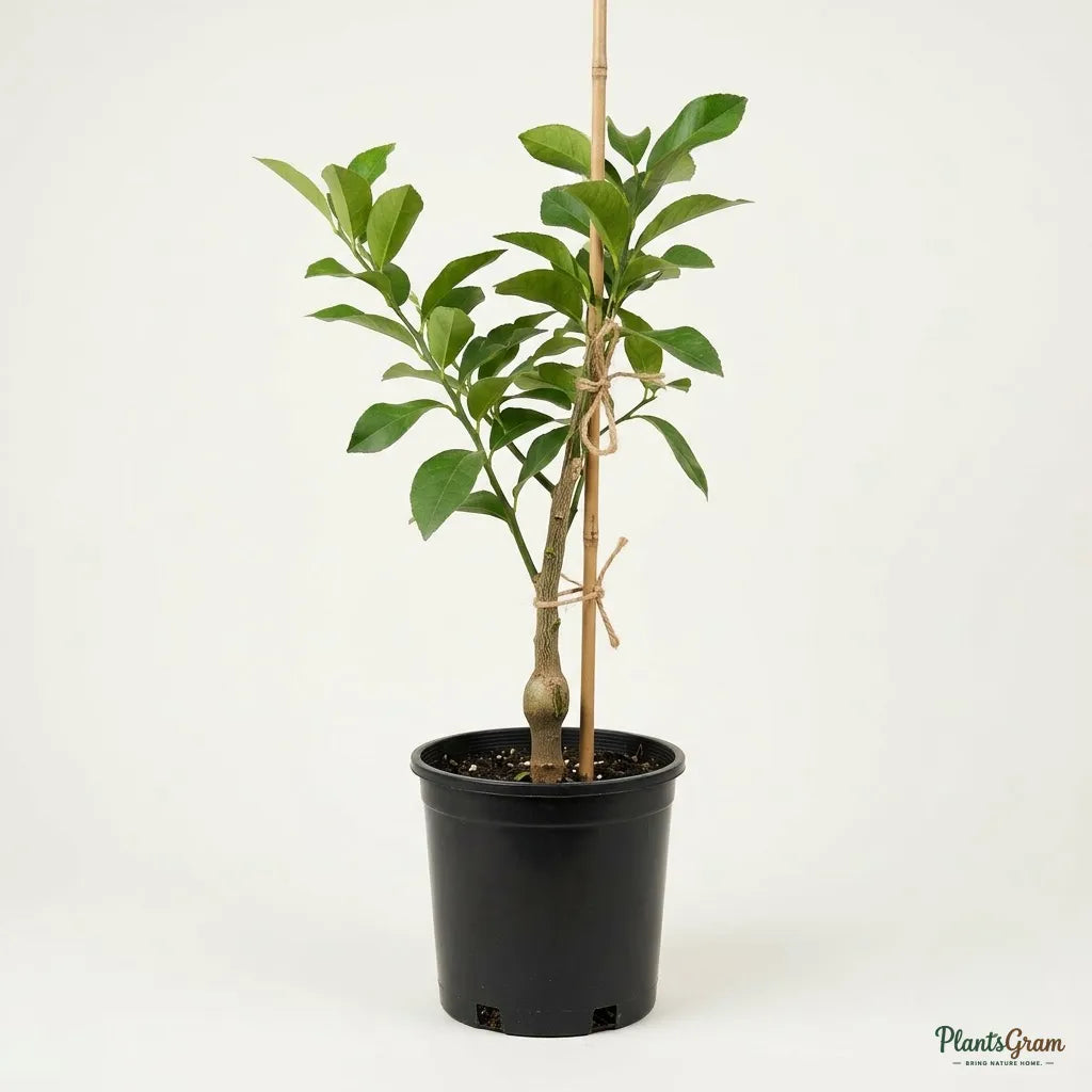 Table Lemon (Citrus Limon) - Fruit Plant