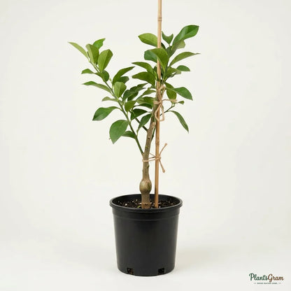 Table Lemon (Citrus Limon) - Fruit Plant
