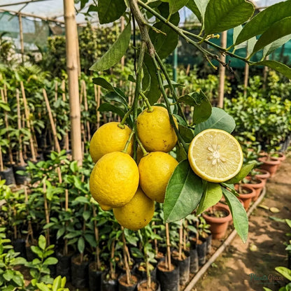 Table Lemon (Citrus Limon) - Fruit Plant