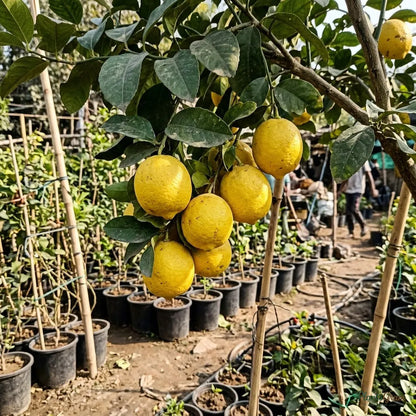Table Lemon (Citrus Limon) - Fruit Plant