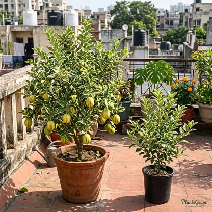 Table Lemon - Variegata