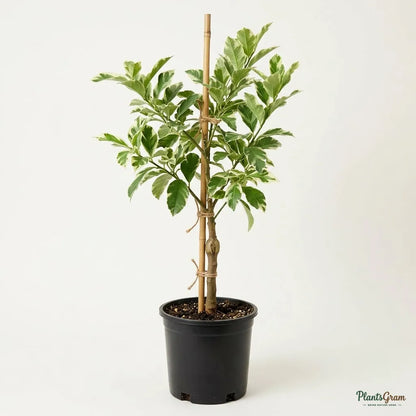 Table Lemon - Variegata