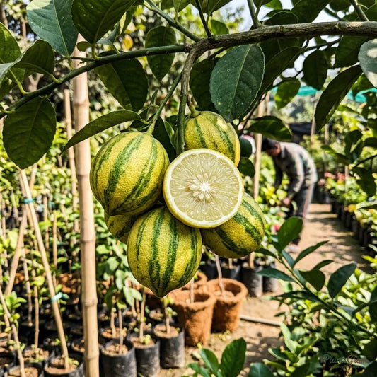 Table Lemon - Variegata