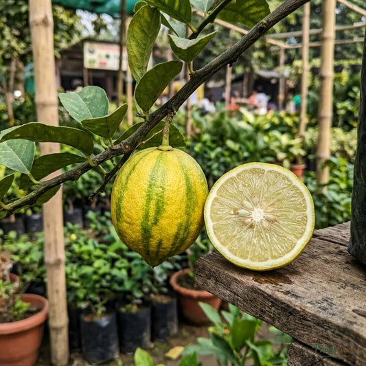 Table Lemon - Variegata