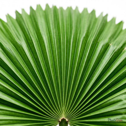 Alocasia Green (Elephant Ear Plant)