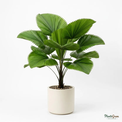 Alocasia Green (Elephant Ear Plant)