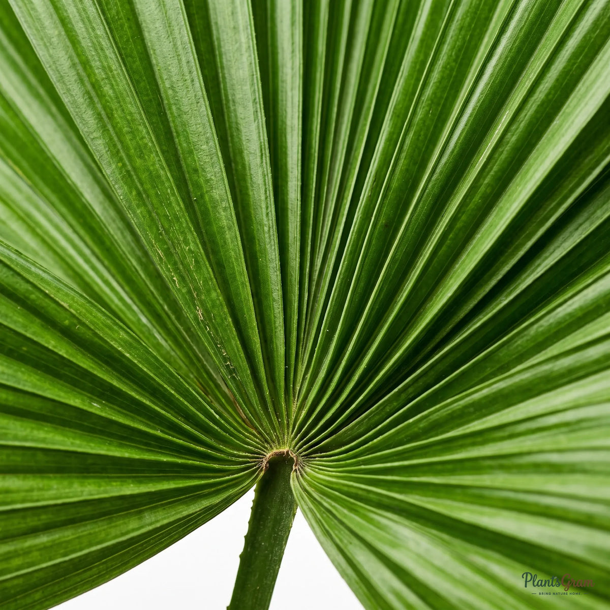 Table Palm - Miniature Fan Palm