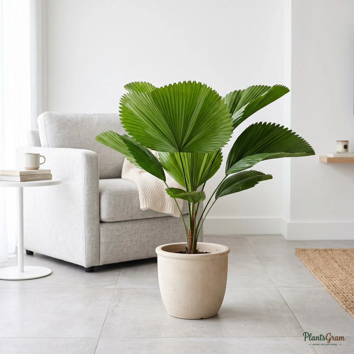 Alocasia Green (Elephant Ear Plant)