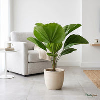 Alocasia Green (Elephant Ear Plant)