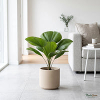 Table Palm - Miniature Fan Palm