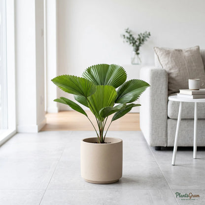 Table Palm - Miniature Fan Palm