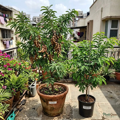 Tamarind (Grafted)