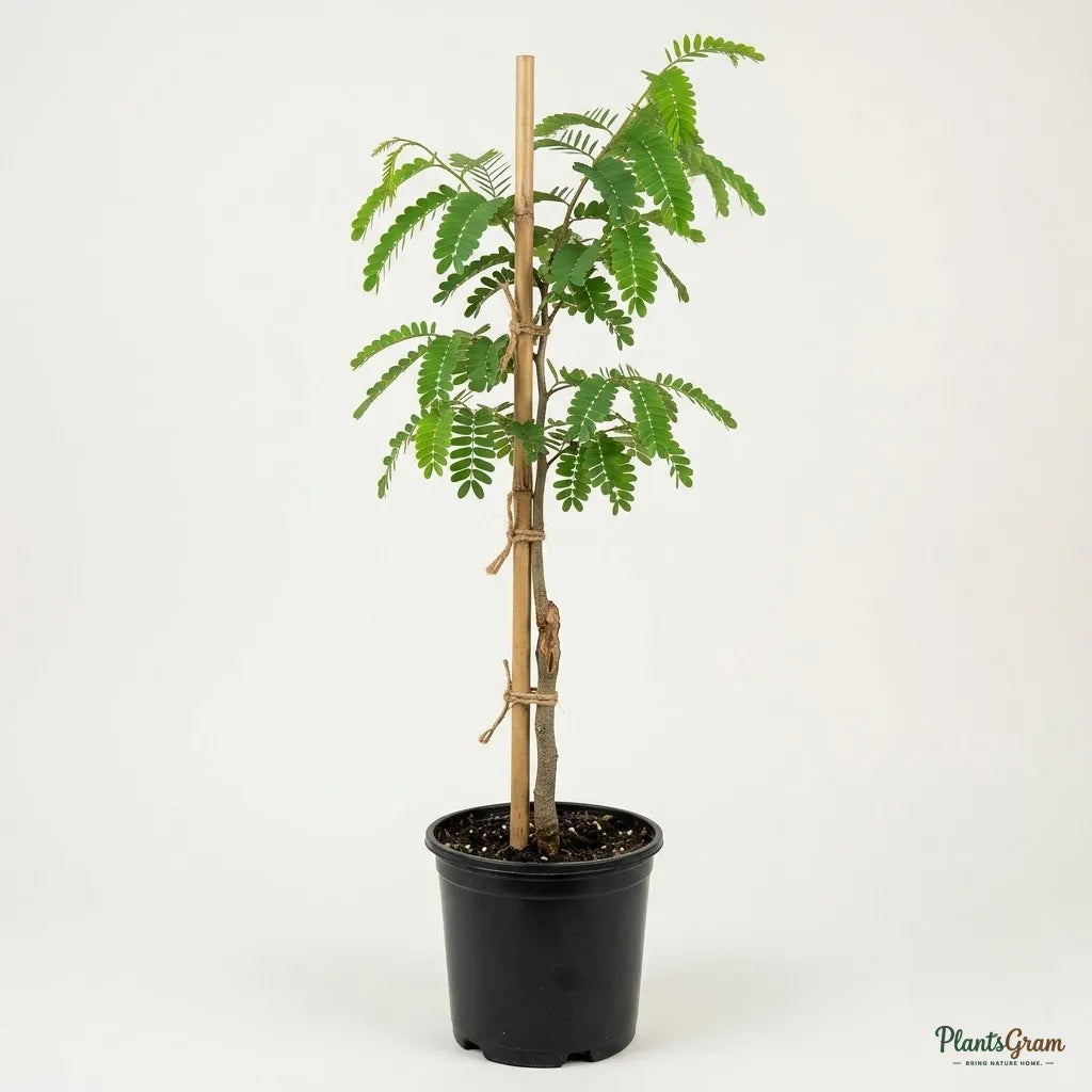 Tamarind (Grafted)