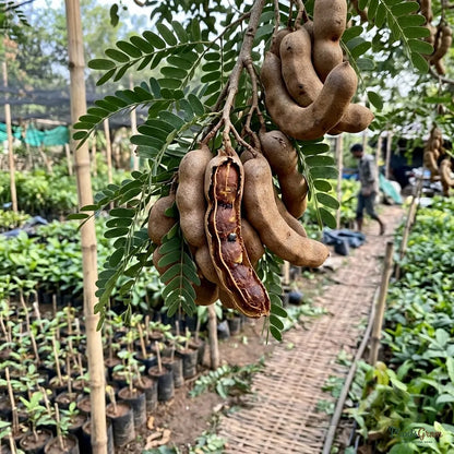Tamarind (Grafted)