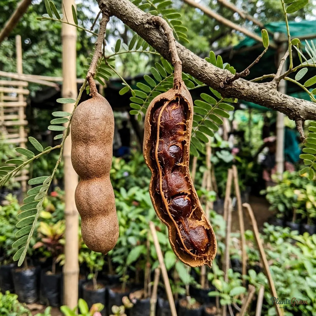 Tamarind (Grafted)