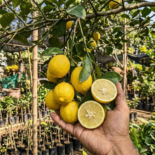 Thai Patti Lemon (Grafted) - Fruit Plant