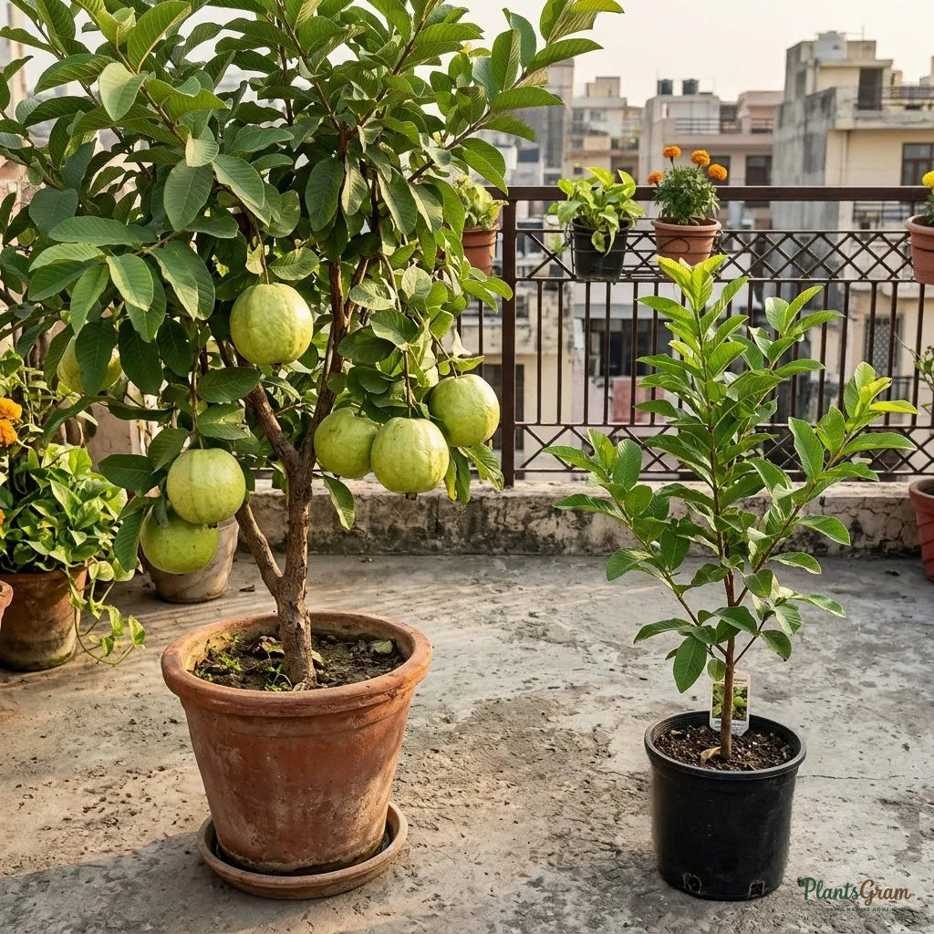 Thailand Guava (Grafted)