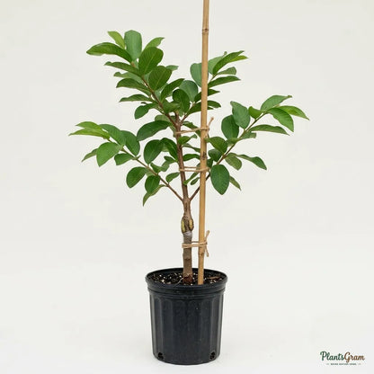 Thailand Guava (Grafted)