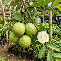 Thailand Guava (Grafted)