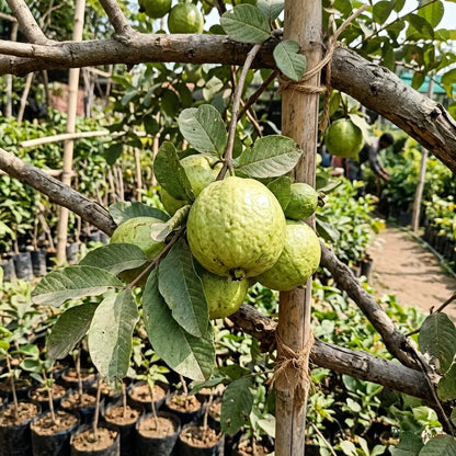 Thailand Guava (Grafted)
