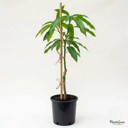 Mango (Grafted) - Thailand