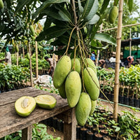 Mango (Grafted) - Thailand