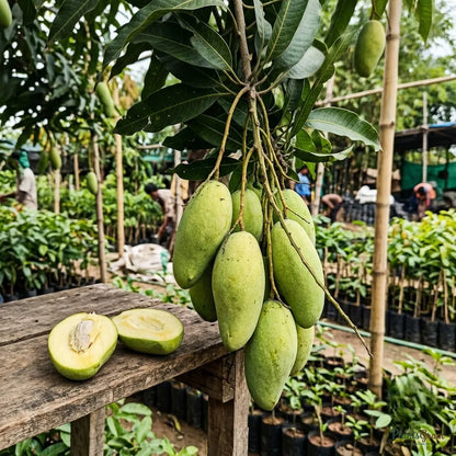 Mango (Grafted) - Thailand