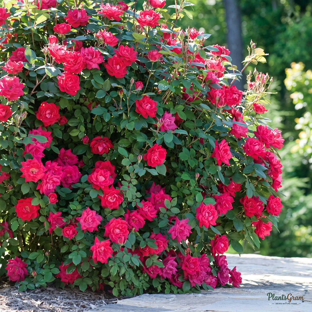 Thornless rose bush in red/pink bloom