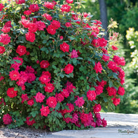 Thornless rose bush in red/pink bloom
