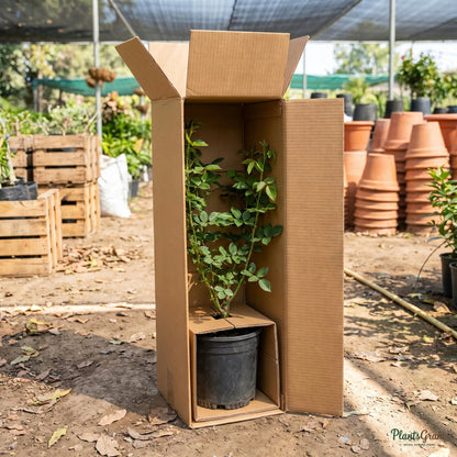 Thornless rose plant packed for shipping