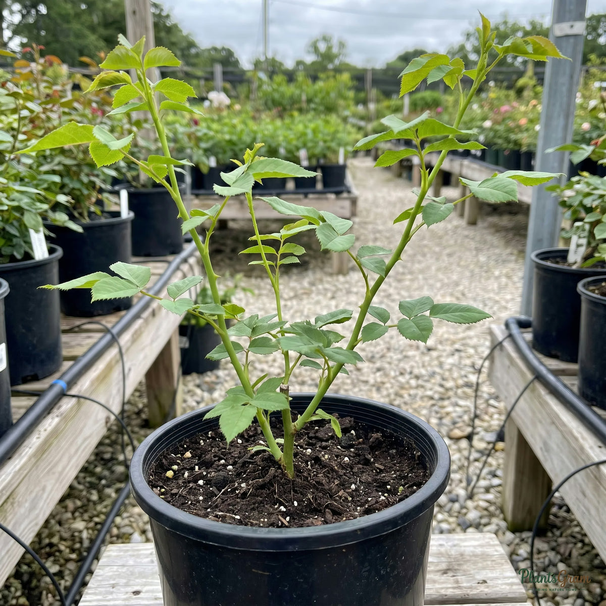 Thornless rose sapling in nursery pot
