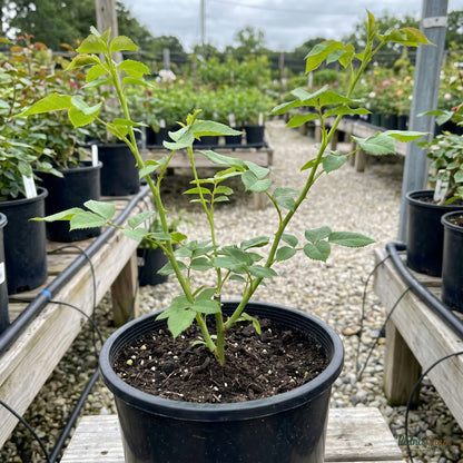 Thornless rose sapling in nursery pot
