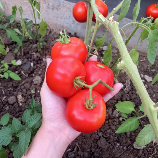 Tomato DAS 101 Seeds – F1 Hybrid