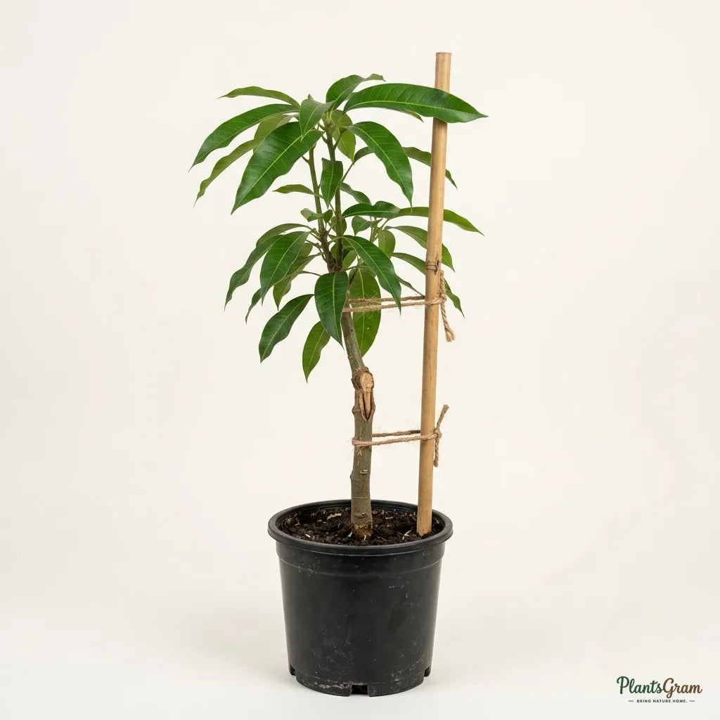 Mango (Grafted) - Totapuri