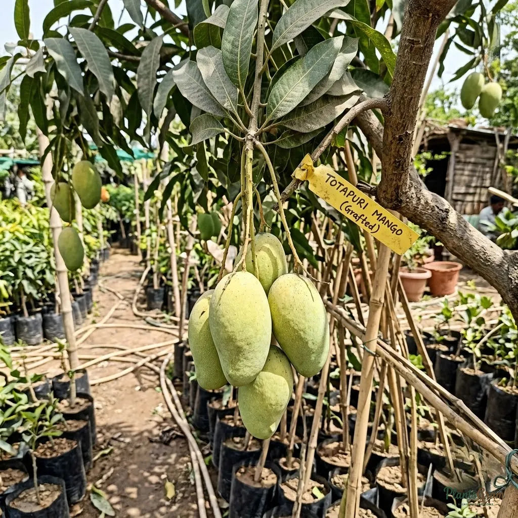 Mango (Grafted) - Totapuri