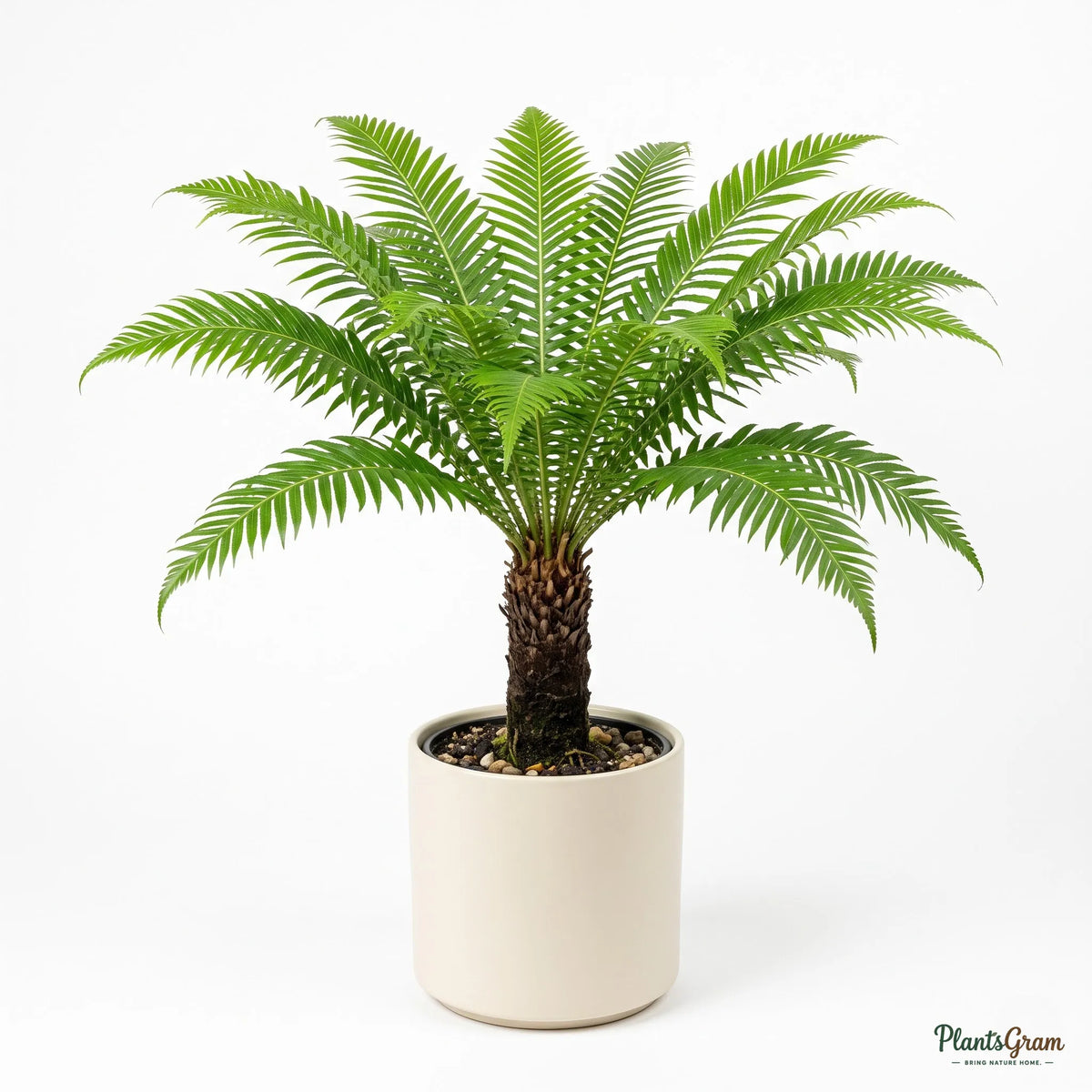 Tree Fern (Blechnum) - Dwarf Silver Lady Fern