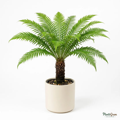 Tree Fern (Blechnum) - Dwarf Silver Lady Fern