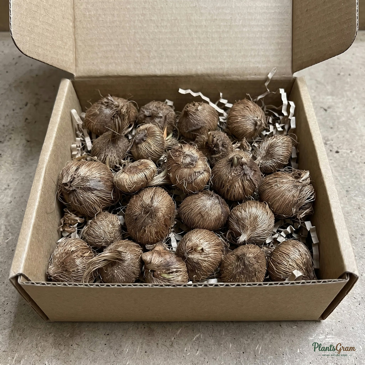 Tritonia bulbs packed in shipping box