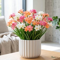 Mixed-colour Tritonia flowering plants
