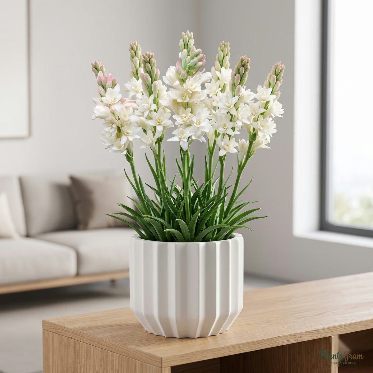 Rajnigandha Tuberose Flower Bulbs (Double Petal) growing in a pot