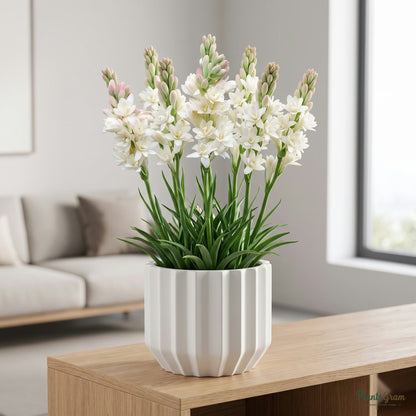 Rajnigandha Tuberose Flower Bulbs (Double Petal) growing in a pot