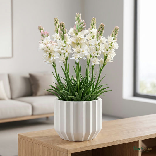 Rajnigandha Tuberose Flower Bulbs (Double Petal) growing in a pot
