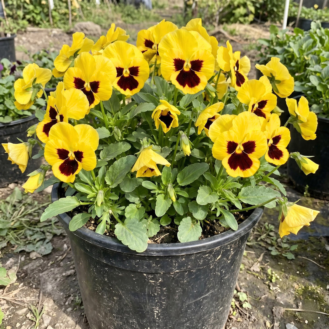 Pansy Yellow Blotch Seeds – F1 Hybrid